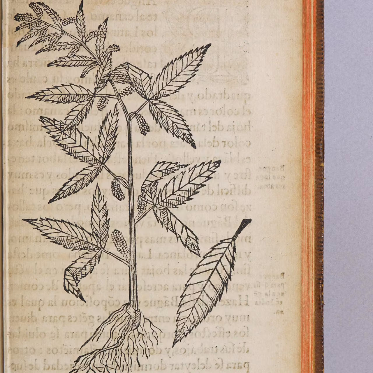 Botanical woodcut of the cannabis plant labelled 'Bangue' in Cristóvão da Costa's Tractado de las Drogas y Medicinas de las Indias Orientales, 1578